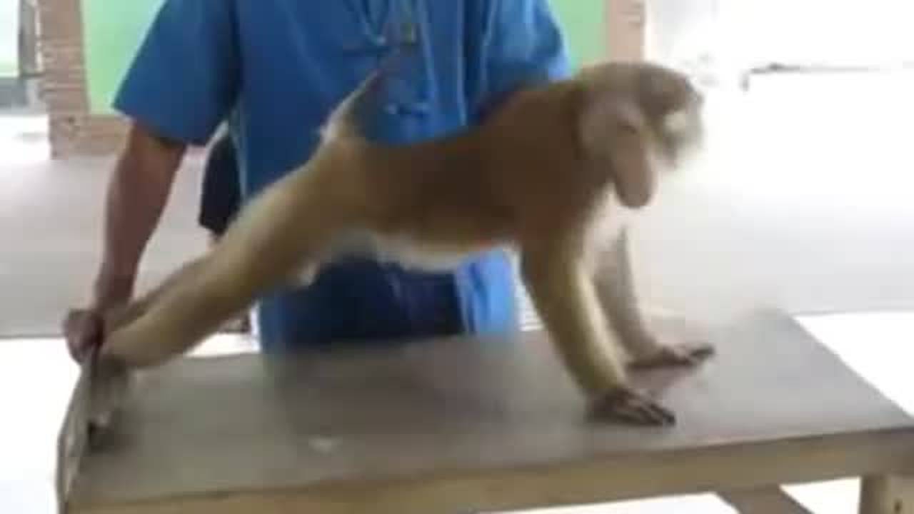 Aksi Lucu Monyet Melakukan Push Up