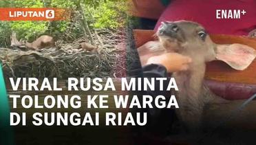 Viral Rusa Minta Tolong ke Warga yang Melintas di Sungai Inhil Riau