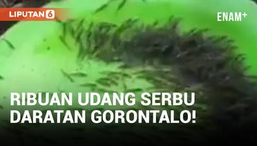Heboh! Ribuan Udang Naik ke Darat dan Serbu Permukiman Warga di Gorontalo