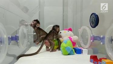 Monyet Kembar Hasil Kloning Pertama di Dunia