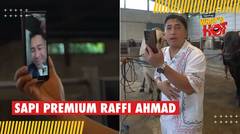Idul Adha Sudah Dekat, Begini Penampakan Sapi Premium Raffi Ahmad