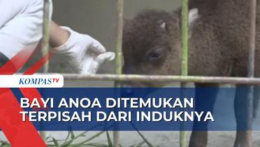 Anoa Breeeding Center Manado Kedatangan Bayi Anoa Berusia 3 Bulan yang Dievakuasi dari Gorontalo
