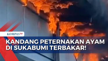 Blok Kandang Ayam PT Japfa Comfeed Indonesia di Sukabumi Terbakar! Apa Penyebabnya?