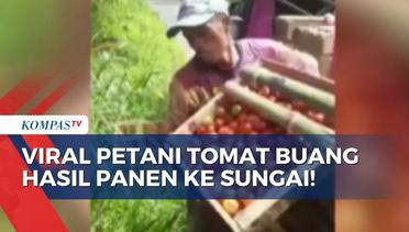 Kesal Harga Tomat Anjlok ke Rp800 per KG, Petani di Lampung Buang Hasil Panen ke Sungai!
