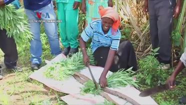 Badan Amal Bantu Petani Zimbabwe Tingkatkan Hasil Panen