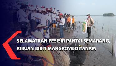 Selamatkan Pesisir Pantai Semarang, Ribuan Bibit Mangrove Ditanam