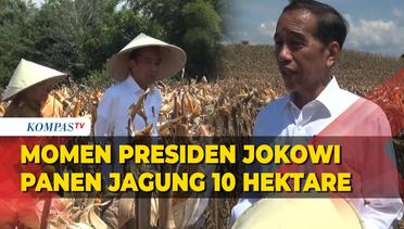 Presiden Jokowi Panen Jagung di Gorontalo: Impor Nasional Sudah Turun Signifikan