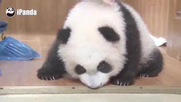 Video perawat panda