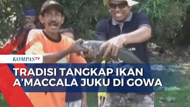Tradisi Turun Temurun Tangkap Ikan Amaccala Juku di Gowa, Sulsel