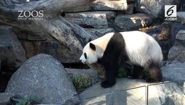 Kebun Binatang Suguhkan Video Porno pada Panda