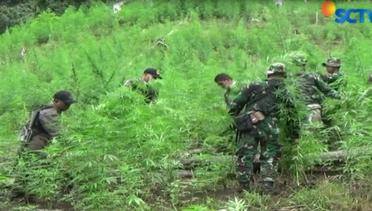 Pasukan TNI Temukan Ladang Ganja Seluas 20 Hektare di Aceh - Liputan6 Pagi