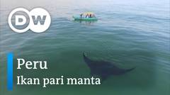 DW Going Wild 03 - Peru_Ikan Pari Manta