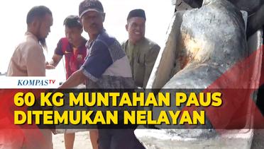 Benda Besar Diduga Muntahan Paus, Ditemukan Nelayan di Sulawesi, Beratnya 60 Kilogram!