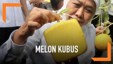 Wow, Ada Melon Bentuk Kubus Dan Hati di Jawa Timur