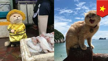 Kucing penjual ikan di Vietnam jadi viral - TomoNews