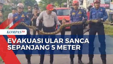Detik-Detik Petugas Damkar Evakuasi Ular Sanca Sepanjang 5 Meter di Makassar