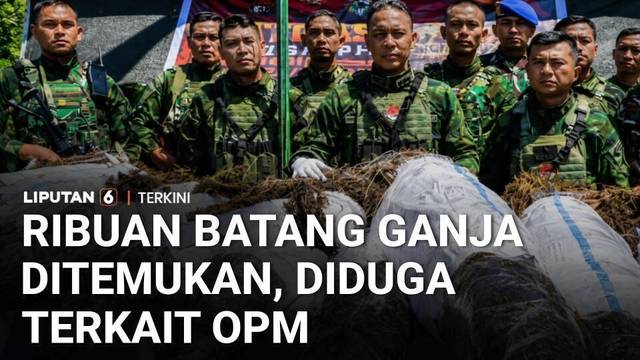 Ribuan Batang Ganja Ditemukan di Yahukimo, Diduga Berkaitan dengan OPM | Liputan 6