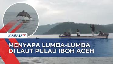 Berwisata di Pulau Iboh Aceh, Menyaksikan Atraksi Lumba-lumba Langsung di Laut Lepas!