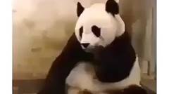 Panda Bersin Ngagetin