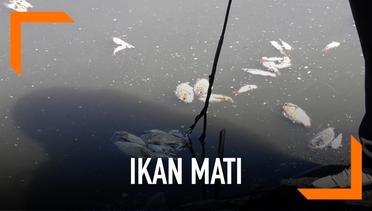 Ini Penyebab Matinya Ikan di Kulon Progo