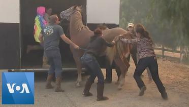 Horses Rescued From California Wildfire Smoke
