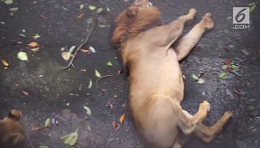 Viral, Rekaman Singa Kejang-Kejang di Kebun Binatang