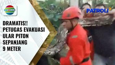 Heboh!! Petugas di Bengkulu Berhasil Evakuasi Ular Piton Sepanjang 9 Meter | Patroli