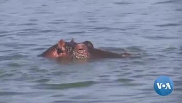 Africa’s Lakes and Rivers Thrive on Hippo Dung