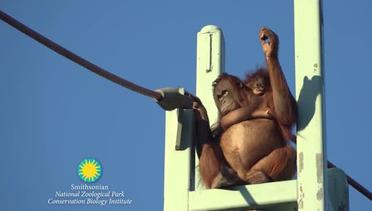 Aksi Induk dan Bayi Orangutan Melintasi Tali Setinggi 15 Meter Ini Bikin Deg-degan