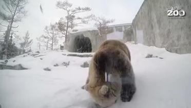 Cuaca Lebih Hangat, Beruang Hibernasi Dini