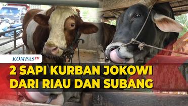 Penampakan 2 Sapi Kurban Presiden Jokowi dari Riau dan Subang Jelang Iduladha