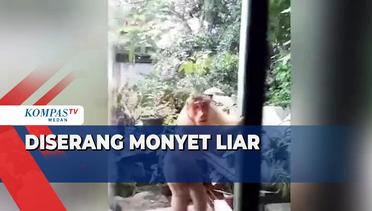 Bocah di Kabupaten Mandailing Natal Diserang Kawanan Monyet Liar