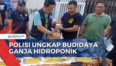 Polisi Ungkap Budidaya Ganja Hidroponik di Jakarta Barat, 1 Pelaku Amankan!
