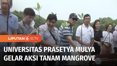 Tingkatkan Upaya Jaga Lingkungan, Universitas Prasetya Mulya Tanam Mangrove | Liputan 6