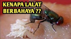 Kenapa Lalat Berbahaya ?
