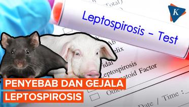 Wabah Leptospirosis Merebak, 3 Warga Pacitan Meninggal Dunia