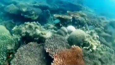 VIDEO: Pesona Keindahan Bawah Laut Pulau Kelapan