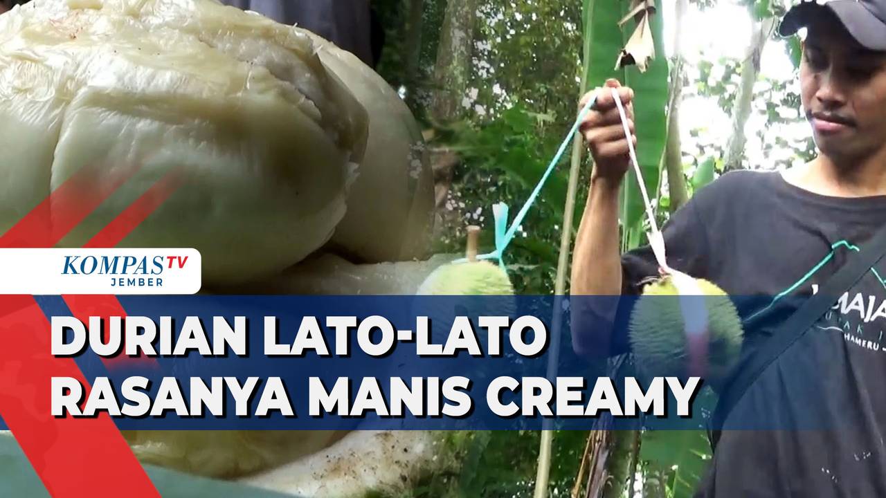 Durian Lato-Lato, Rasanya Manis Pahit, Ada Sensasi Creamy image