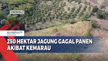 250 Hektar Jagung Gagal Panen Akibat Kemarau