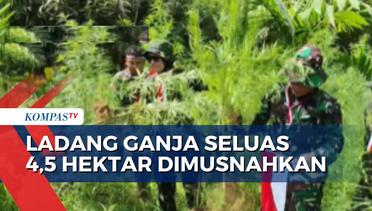 BNN, Polri dan TNI Musnahkan Ladang Ganja Seluas 4,5 Hektar di Aceh Utara