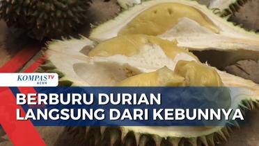 Berburu Durian Langsung dari Kebunnya di Aceh Besar
