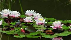 ✿ ♫ Lady Water Lily ✿ ♫