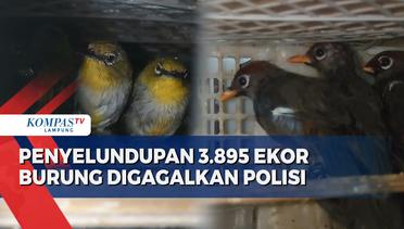 Polisi Gagalkan Upaya Penyelundupan 3.895 Ekor Burung