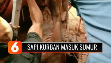Hendak Disembelih, Seekor Sapi Kurban di Semarang Terperosok ke Dalam Sumur