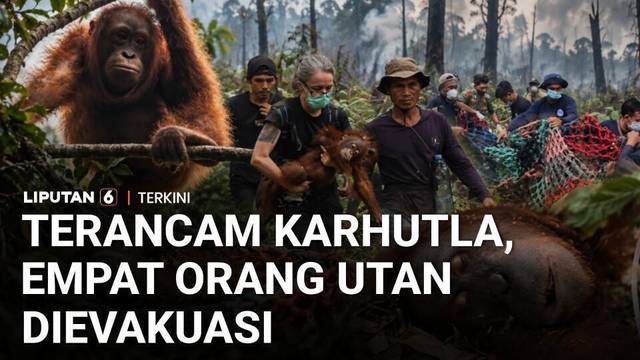 Terancam Karhutla, Empat Orang Utan Kembali Dievakuasi di Kalimantan Barat | Liputan 6