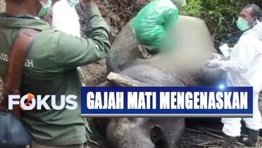 Gajah Mati di Kebun Sawit Aceh Timur, Tim Temukan Ada Kejanggalan - Fokus