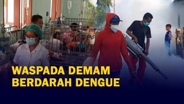 Waspada Demam Berdarah! Kasus di Sikka Terus Naik Sementara di Semarang Fluktuatif
