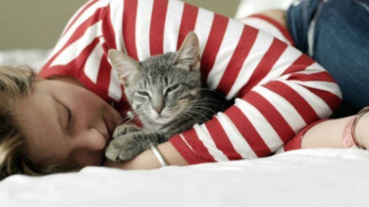 Cat Cuddler Profesional Digaji Buat Peluk Kucing! Vidio