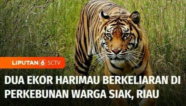 Dua Ekor Harimau Berkeliaran di Perkebunan Warga Siak, Riau | Liputan 6