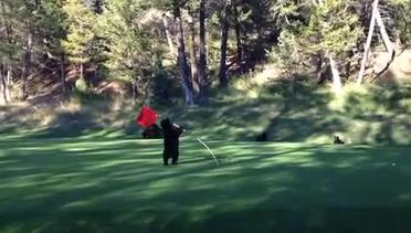 Beginilah Kalau Lapangan Golf Jadi Tempat Main Anak Beruang